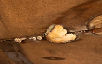 Mérule : quand un champignon peut faire annuler une vente immobilière
