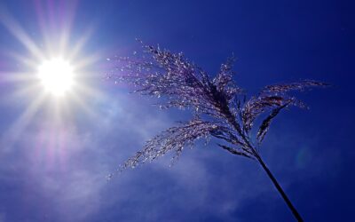 Confort d’été et canicules : le bâtiment face au défi du réchauffement climatique